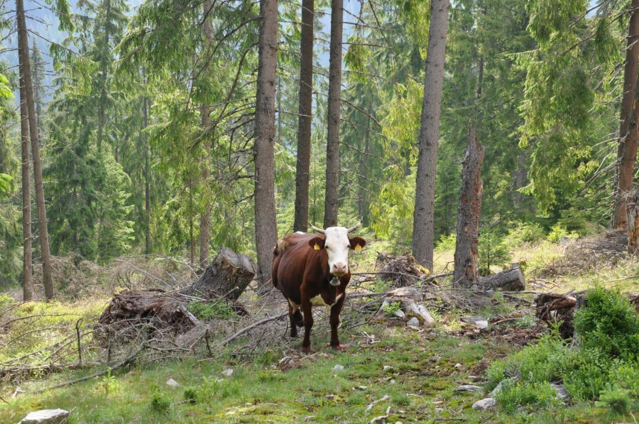 Podina Guest House Poiana Horea Zewnętrze zdjęcie